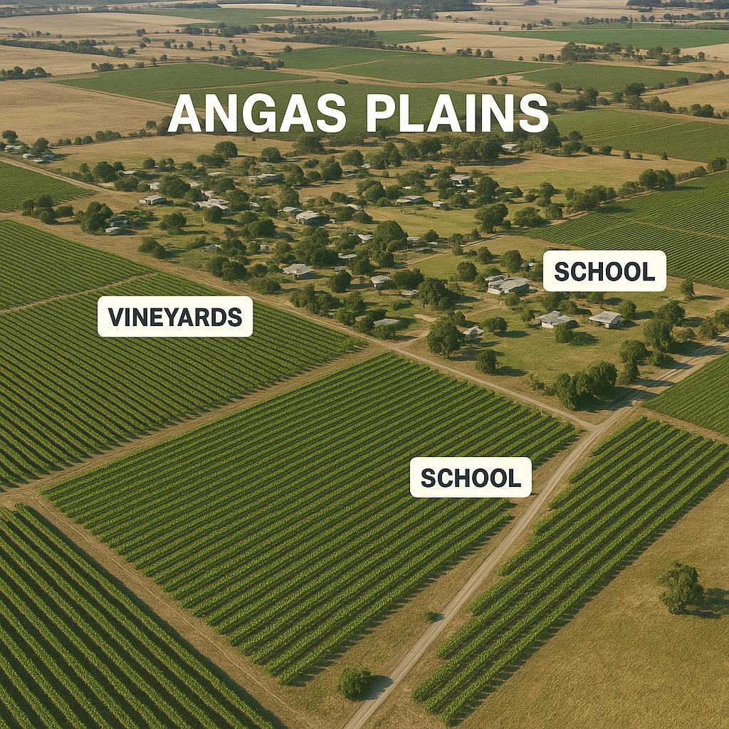 Vineyards and schools in Angas Plains