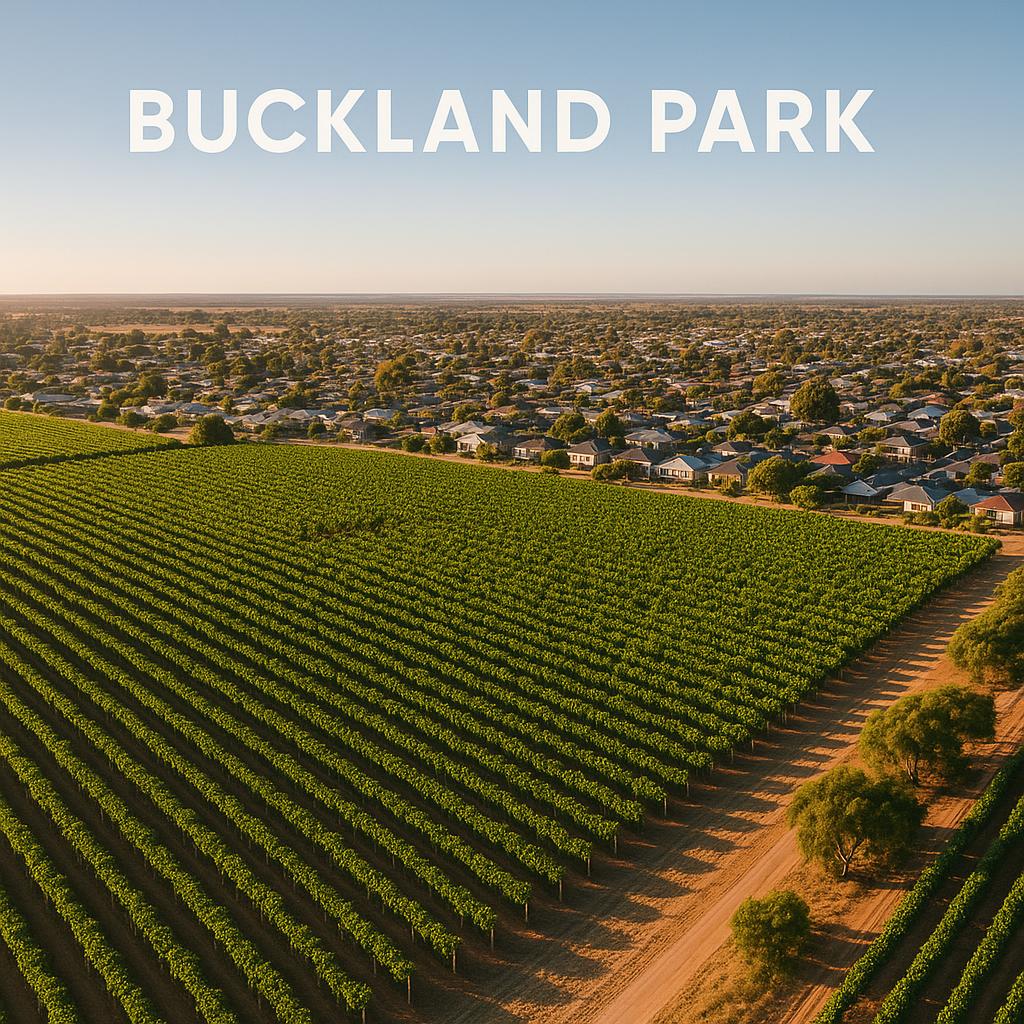 Scenic view of vineyards in Buckland Park